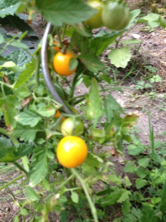Le Jardin Croix Roussien Διαμέρισμα Λυών Εξωτερικό φωτογραφία